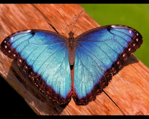 16 Butterfly